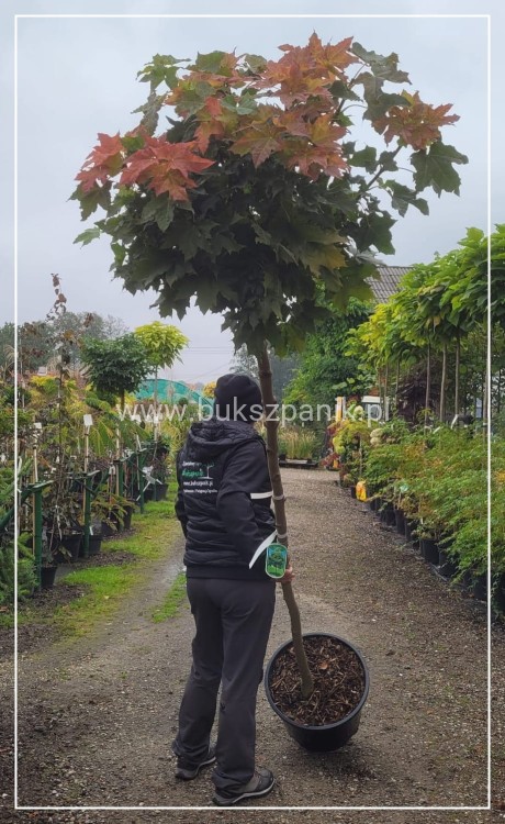 Klon pospolity GLOBOSUM- Acer platanoides