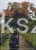 Klon pospolity GLOBOSUM- Acer platanoides