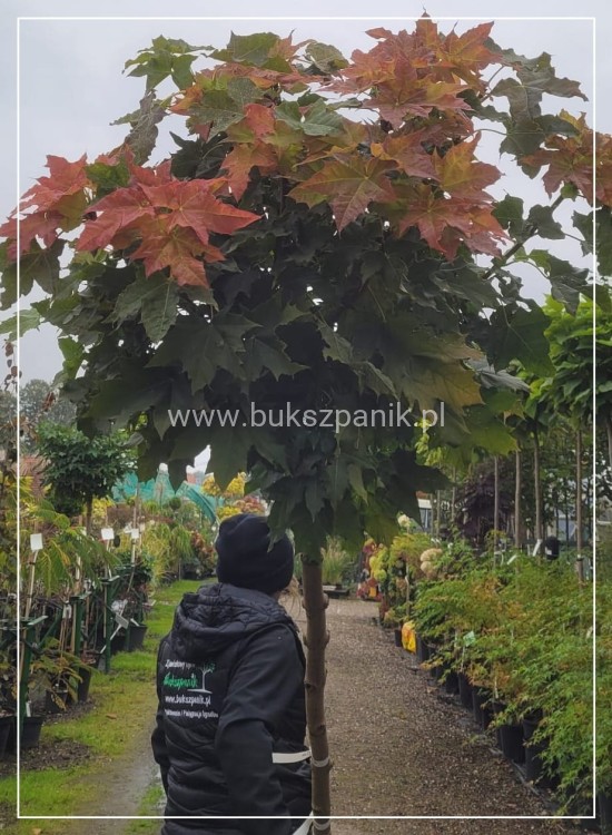 Klon pospolity GLOBOSUM- Acer platanoides