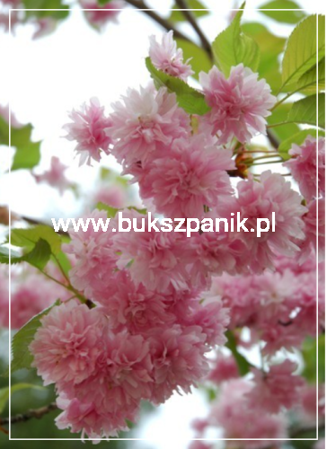Wiśnia piłkowana KIKU SHIDARE ZAKURA - Prunus serrulata Pa200cm ob. 10-12cm