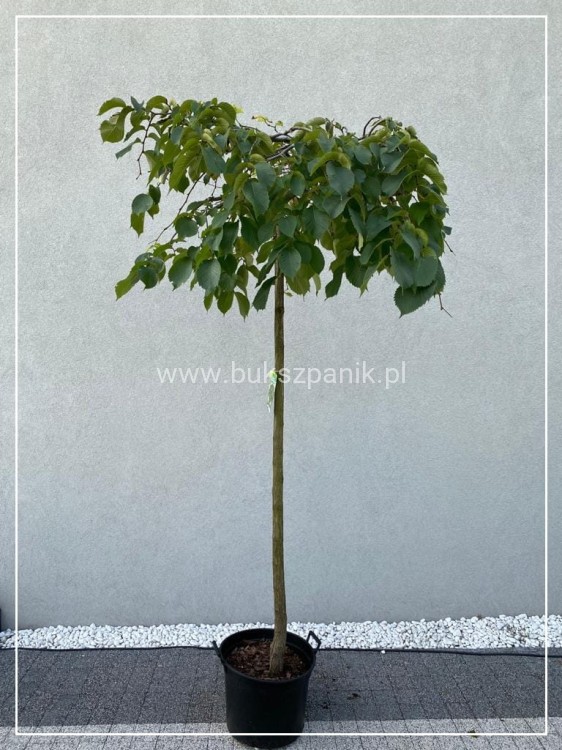Wiąz Camperdownii -Ulmus 'Camperdownii' Pa 220cm; ob: 10-12cm donica 35