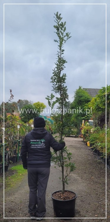 Dąb szypułkowy 'Fastigiate Koster' wys.320cm ob: 6-8cm