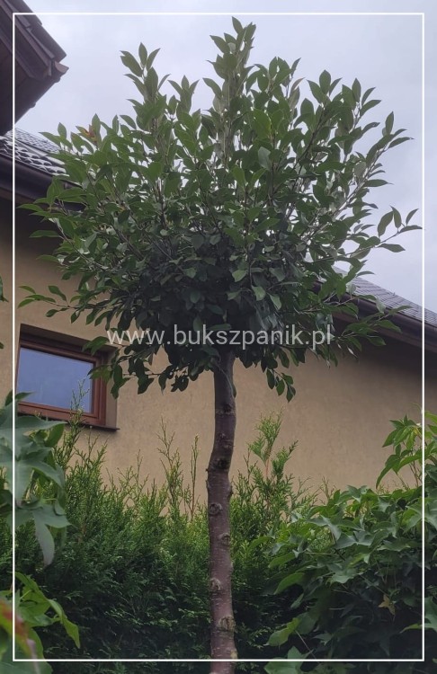 Wiśnia osobliwa Umbraculifera - Prunus eminens PA220cm, ob12-14cm ,