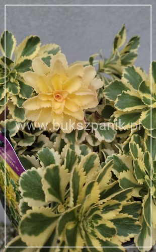 Rozchodnik 'Atlantis' Sedum takesimense