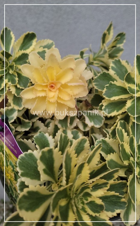 Rozchodnik 'Atlantis' Sedum takesimense