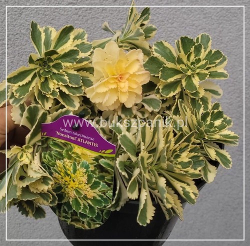 Rozchodnik 'Atlantis' Sedum takesimense