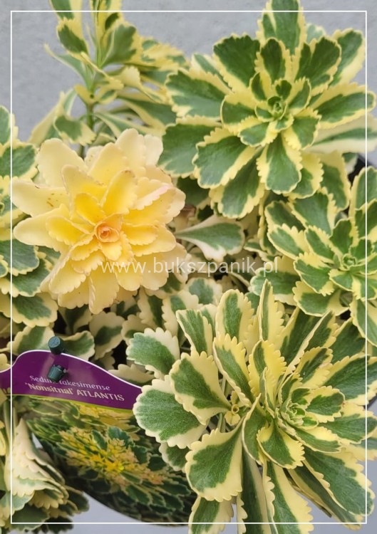 Rozchodnik 'Atlantis' Sedum takesimense