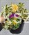 Rozchodnik 'Atlantis' Sedum takesimense