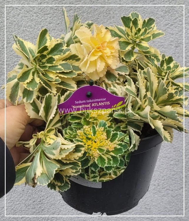 Rozchodnik 'Atlantis' Sedum takesimense