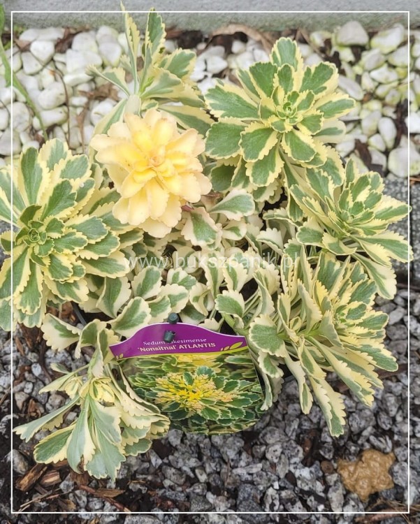 Rozchodnik 'Atlantis' Sedum takesimense