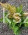 Narecznica czerwonozawijkowa - Dryopteris erythrosora