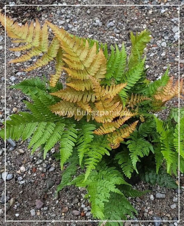 Narecznica czerwonozawijkowa - Dryopteris erythrosora