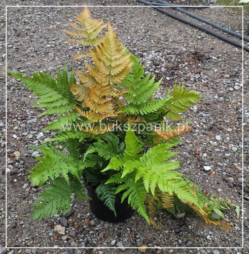 Narecznica czerwonozawijkowa - Dryopteris erythrosora