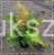 Narecznica czerwonozawijkowa - Dryopteris erythrosora