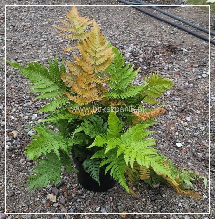 Narecznica czerwonozawijkowa - Dryopteris erythrosora