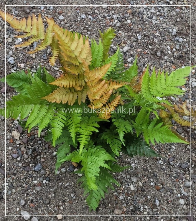Narecznica czerwonozawijkowa - Dryopteris erythrosora