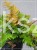 Narecznica czerwonozawijkowa - Dryopteris erythrosora