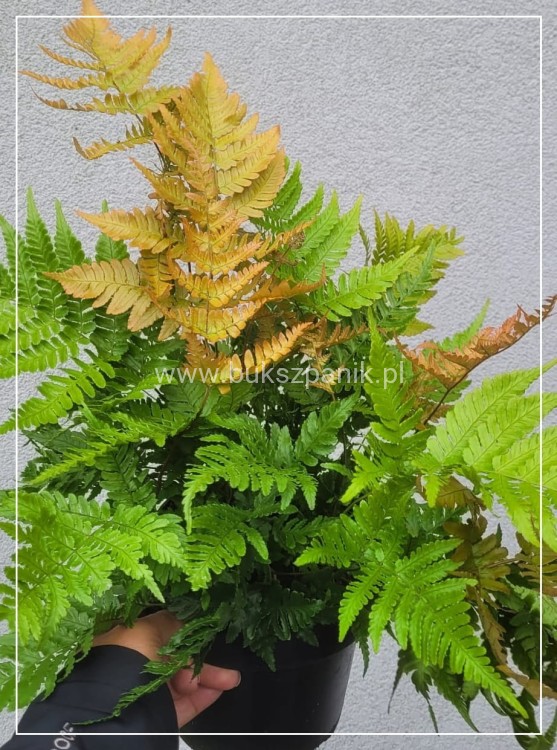 Narecznica czerwonozawijkowa - Dryopteris erythrosora