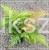 Narecznica czerwonozawijkowa - Dryopteris erythrosora