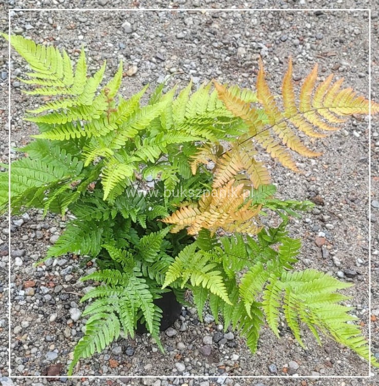 Narecznica czerwonozawijkowa - Dryopteris erythrosora