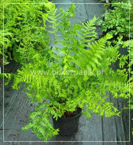 Narecznica mocna CRISPA - Dryopteris affinis C2