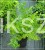 Narecznica mocna CRISPA - Dryopteris affinis C2