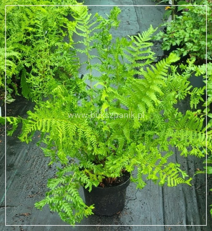 Narecznica mocna CRISPA - Dryopteris affinis C2
