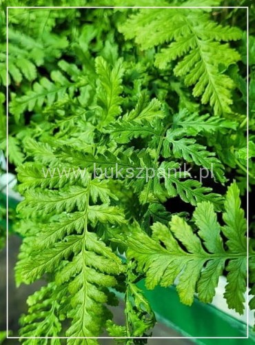 Narecznica mocna CRISPA - Dryopteris affinis C2