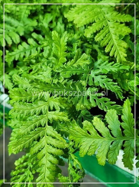 Narecznica mocna CRISPA - Dryopteris affinis C2