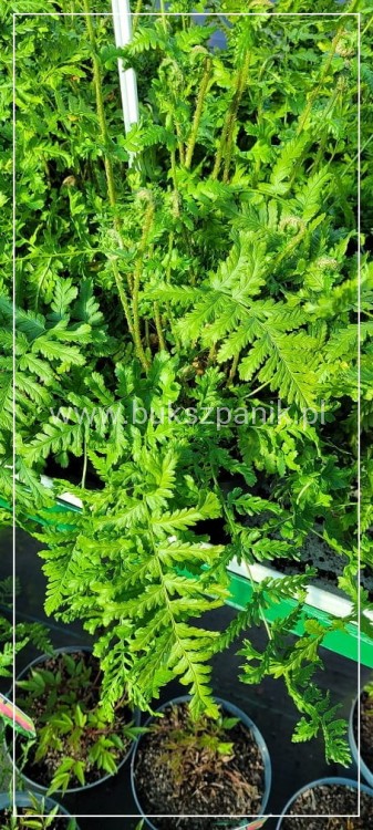 Narecznica mocna CRISPA - Dryopteris affinis C2