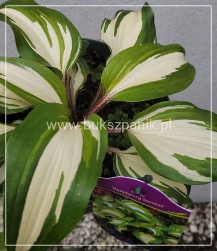 Funkia 'Raspberry Sundae' Hosta