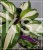 Funkia 'Raspberry Sundae' Hosta