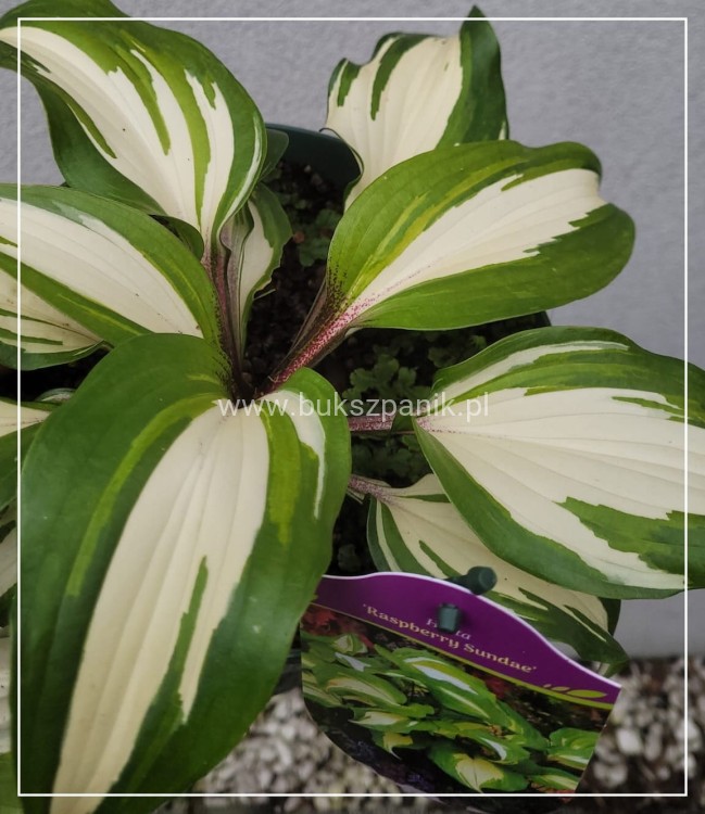 Funkia 'Raspberry Sundae' Hosta