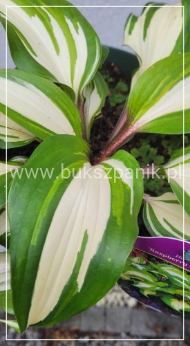 Funkia 'Raspberry Sundae' Hosta