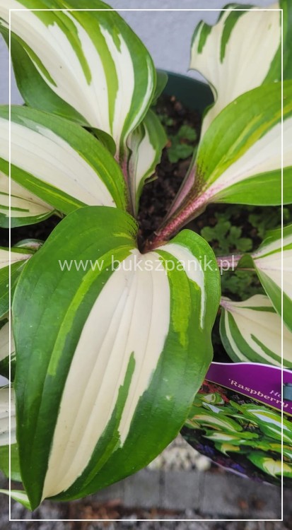 Funkia 'Raspberry Sundae' Hosta