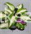 Funkia 'Raspberry Sundae' Hosta