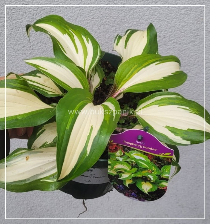 Funkia 'Raspberry Sundae' Hosta
