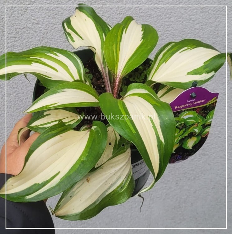 Funkia 'Raspberry Sundae' Hosta