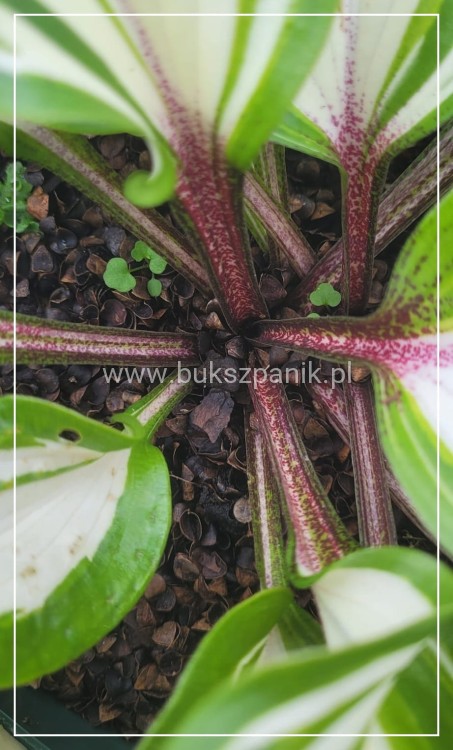 Funkia 'Raspberry Sundae' Hosta