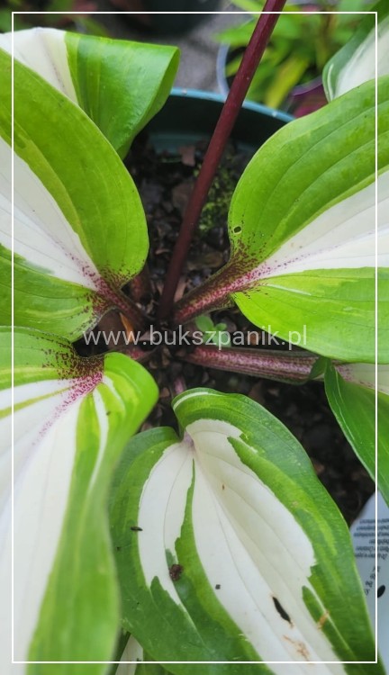 Funkia 'Raspberry Sundae' Hosta