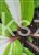 Funkia 'Raspberry Sundae' Hosta