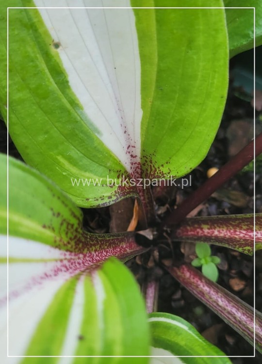 Funkia 'Raspberry Sundae' Hosta
