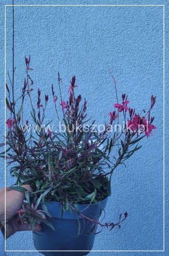 2Gaura linheimeri Gaudi Rose