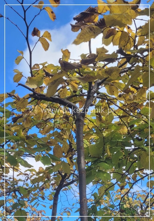 Wiąz Camperdownii -Ulmus 'Camperdownii' Pa 220cm; ob: 10-12cm donica 35