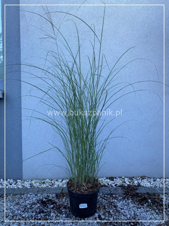 Miskant chiński - 'Gracillimus' Miscanthus sinensis C5