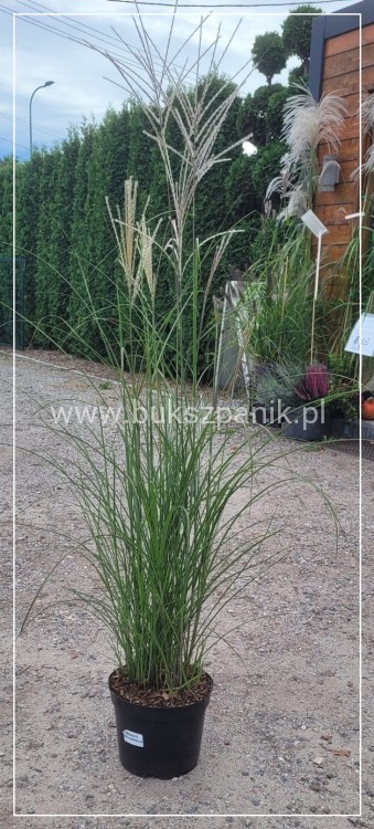 Miskant chiński - 'Gracillimus' Miscanthus sinensis C5