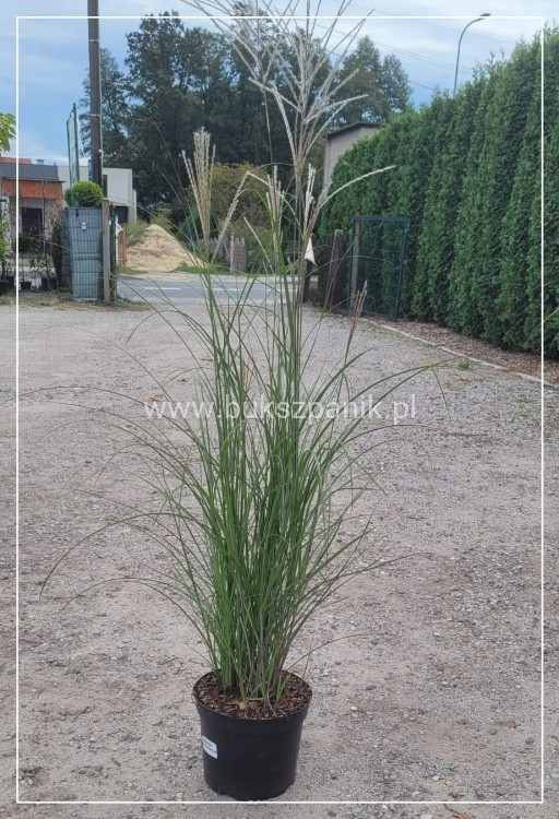 Miskant chiński - 'Gracillimus' Miscanthus sinensis C5