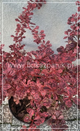 Berberys Thunberga HARLEQUIN - Berberiis thunenbergii