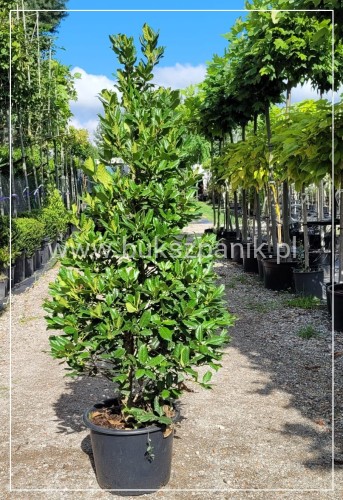 Ostrokrzew Ilex STOŻEK Zimozielone 130-140cm