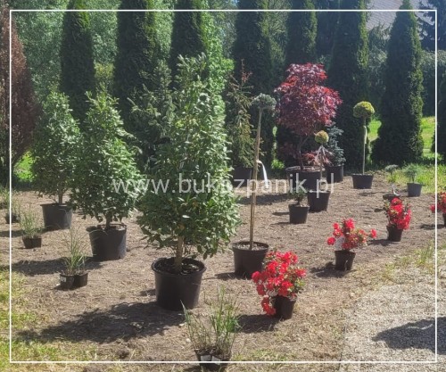 Ostrokrzew Ilex STOŻEK Zimozielone 130-140cm (